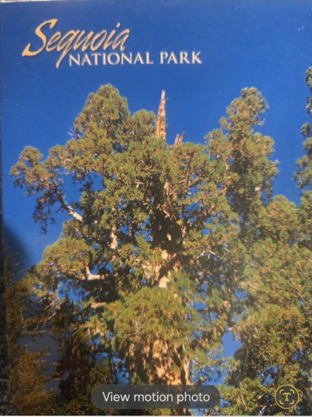 Sequoia National Park Panoramic Jigsaw Puzzle 500+ Pc General Sherman Tree NEW sealed